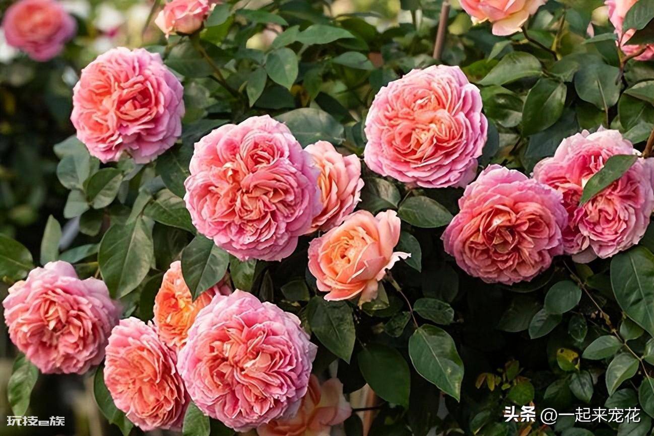 十大经典藤本月季品种图片(总结10种经典的藤本月季)-图片8